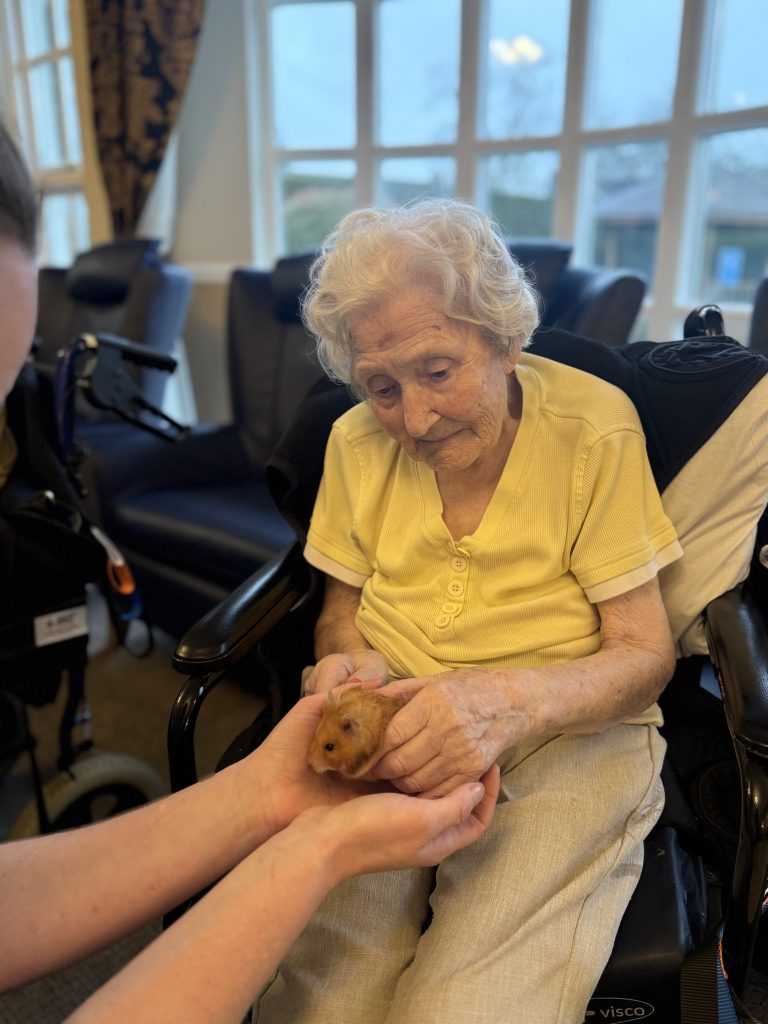 Elderly woman in a wheelchair carefully holds a hamster with assistance.