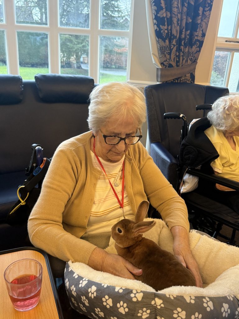 Elderly woman gently holding a brown rabbit in a cushioned bed on her lap.