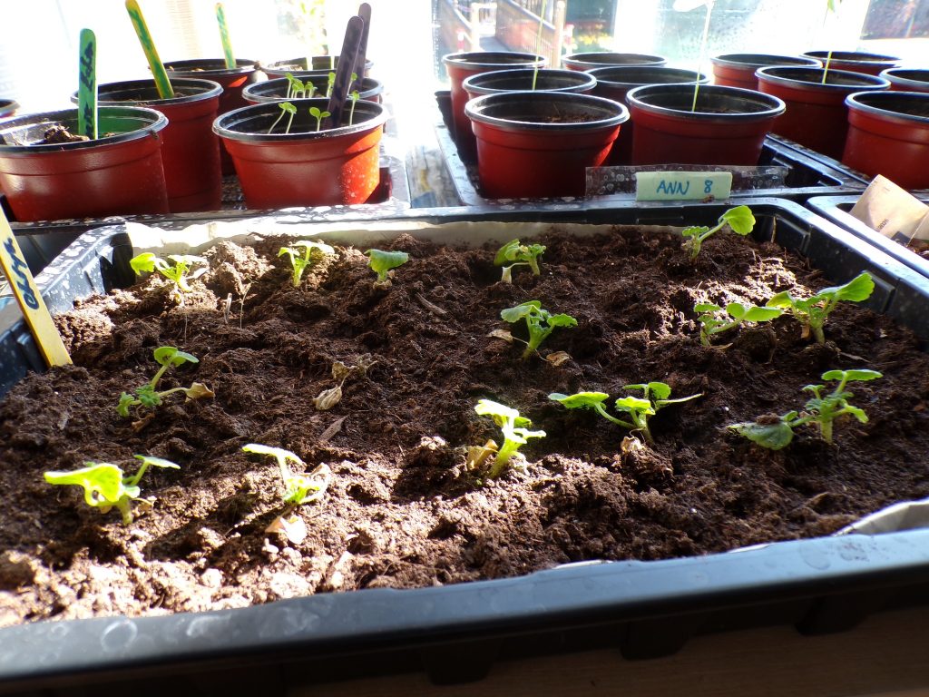 Young plants growing in a soil tray indoors near sunlight.