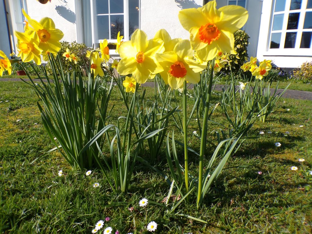 Bright yellow daffodils blooming in a garden outside a building.