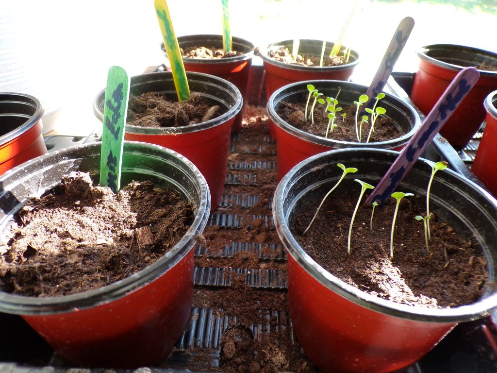Small seedlings sprouting in pots on a windowsill.