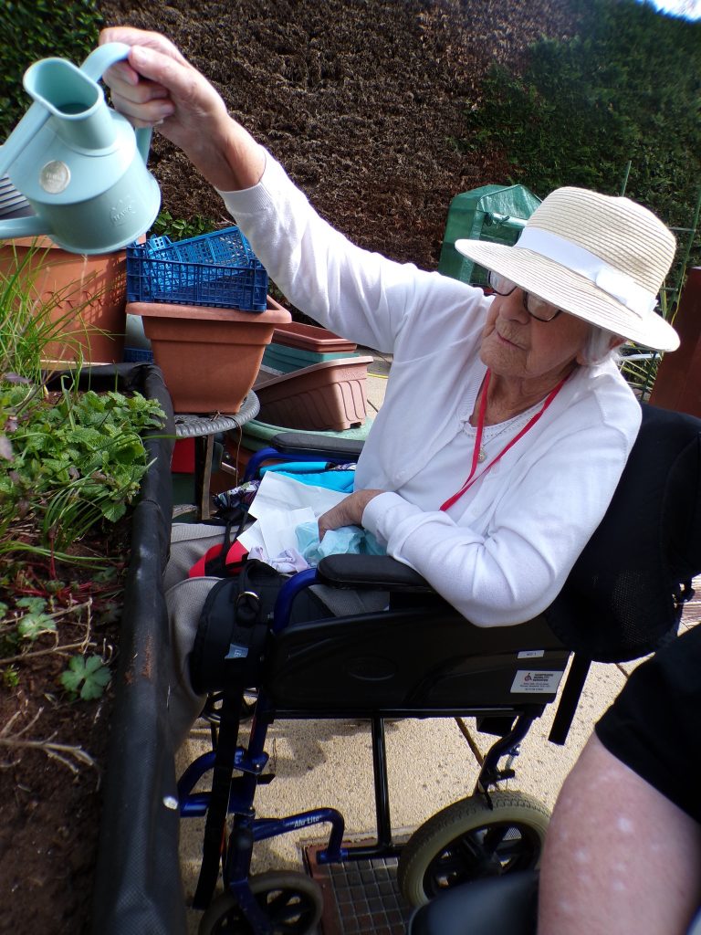 Elderly woman in a wheelchair wearing a sun hat watering plants in a raised garden bed.
