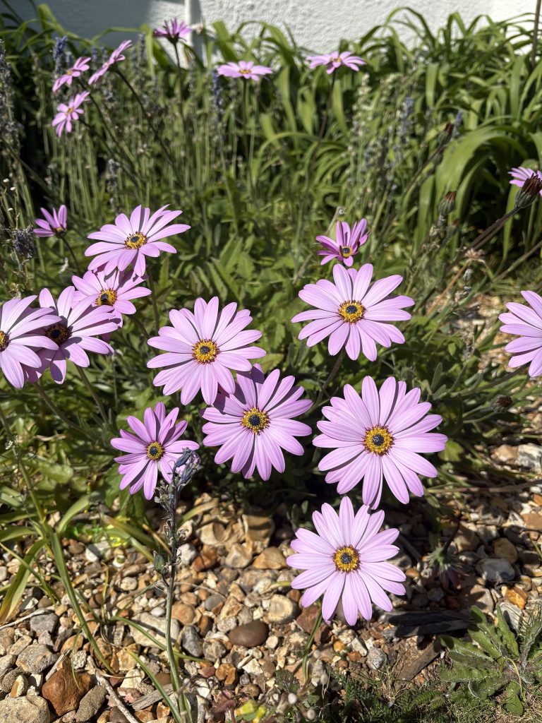 Close-up of pink daisy-like flowers blooming in a garden.